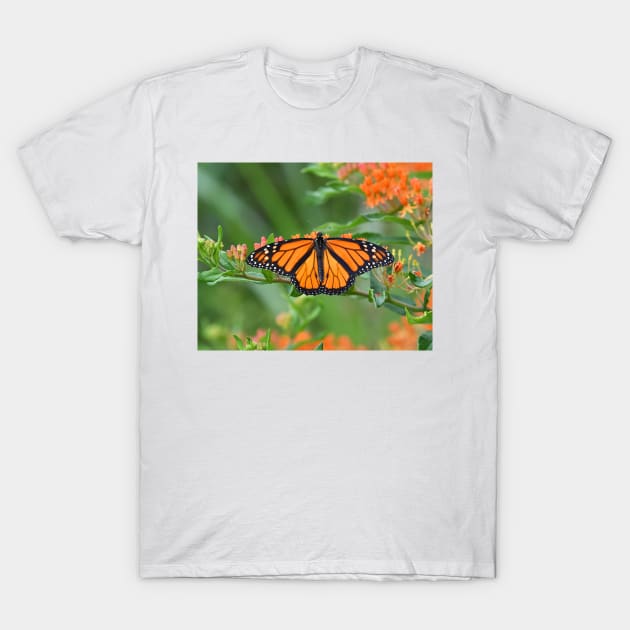 Monarch Butterfly T-Shirt by candiscamera